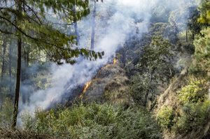 Wildfire Prevention in West Monroe, LA